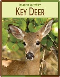 Road To Recovery: Key Deer