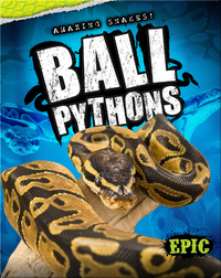 Amazing Snakes! Ball Pythons