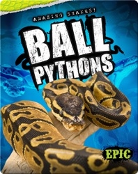 Amazing Snakes! Ball Pythons