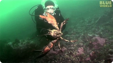 Diver Encounters Huge Lobster!