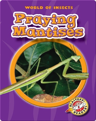 World of Insects: Praying Mantises