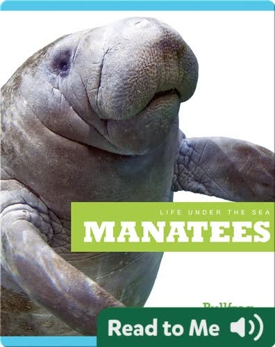Life Under The Sea: Manatees