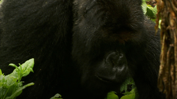 The Brave Gorilla King - Mountain Gorilla