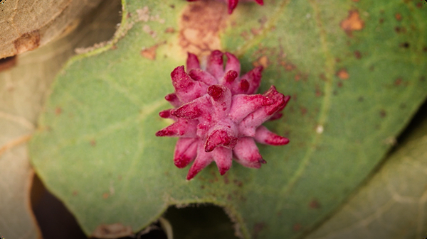 What Gall! The Crazy Cribs of Parasitic Wasps
