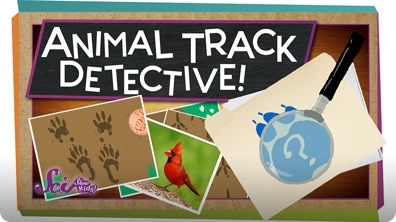 SciShow Kids: Animal Track Detective!