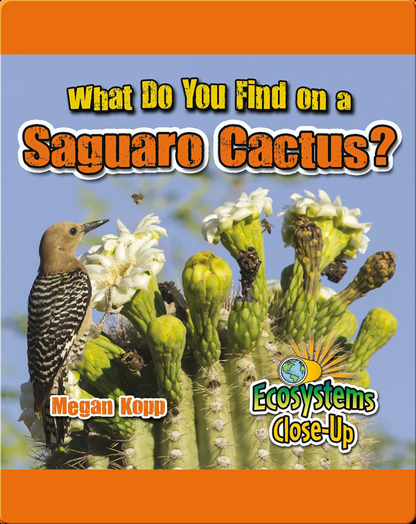 What Do You Find in a Saguro Cactus?