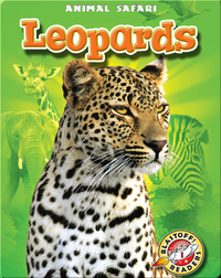 Leopards: Animal Safari