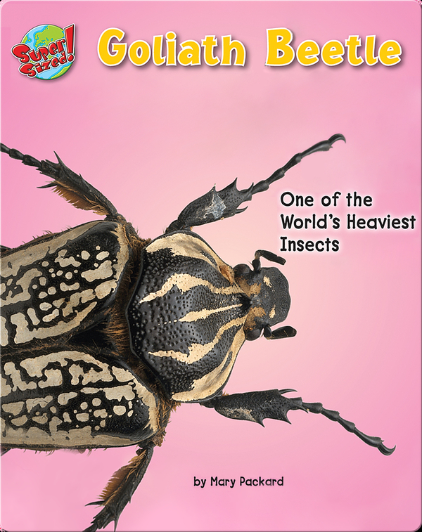 Goliath Beetle: One of the World's Heaviest Insects