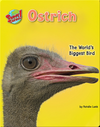 Ostrich: The World's Biggest Bird