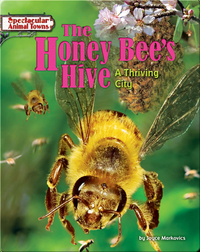 The Honey Bee's Hive: A Thriving City