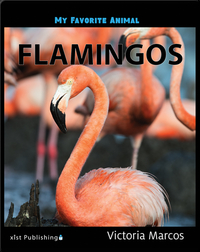My Favorite Animal: Flamingos