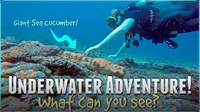 Underwater Adventure! What can YOU See?