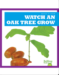 Watch an Oak Tree Grow