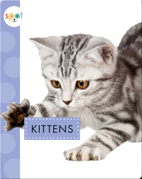 Baby Farm Animals: Kittens