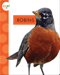 Backyard Animals: Robins