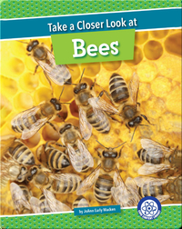 Take a Closer Look at Bees