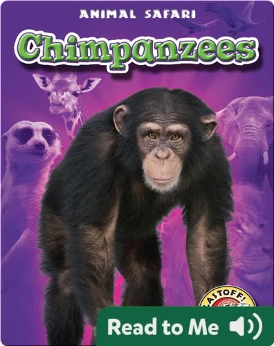 Chimpanzees: Animal Safari