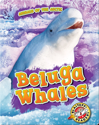 Animals of the Arctic: Beluga Whales