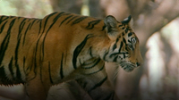 Natural World: Raising Tiger Cubs