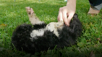A Puppy’s New Home: Portuguese Water Dogs