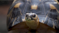 Turtles and Tortoises Around the Columbus Zoo