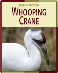Road To Recovery: Whooping Crane