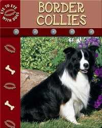 Eye To Eye With Dogs: Border Collies