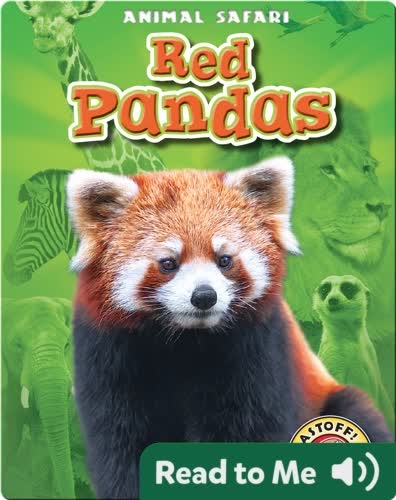 Red Pandas: Animal Safari