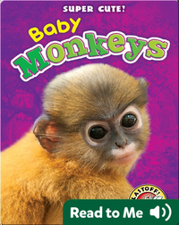 Super Cute! Baby Monkeys