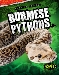 Amazing Snakes! Burmese Pythons