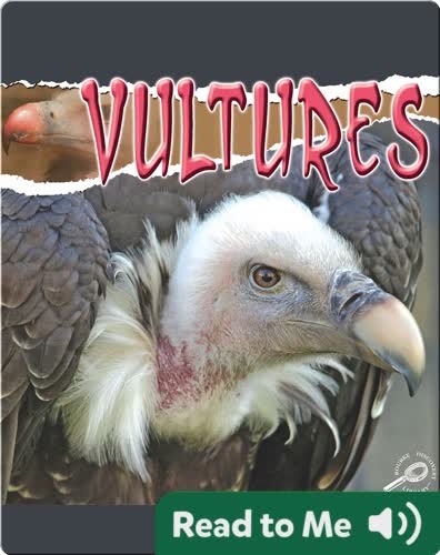 Raptors: Vultures