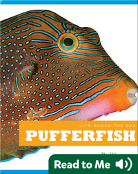 Life Under The Sea: Pufferfish