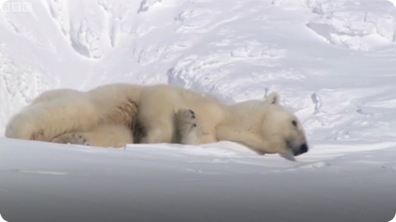Mother Polar Bear and Cubs Emerging from Den - BBC Planet Earth
