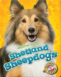 Awesome Dogs: Shetland Sheepdogs