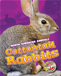 North American Animals: Cottontail Rabbits
