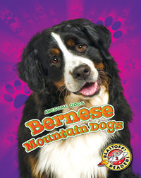 Awesome Dogs: Bernese Mountain Dogs
