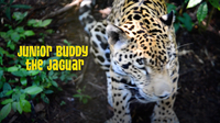 Gabby Wild and the Jaguars of the Belize Zoo