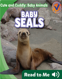 Cute and Cuddly: Baby Seals