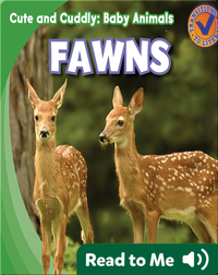 Cute and Cuddly: Fawns
