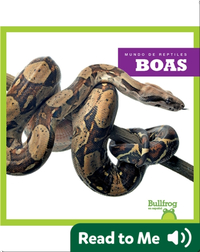 Boas (Boa Constrictors)