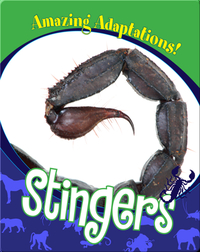 Stingers