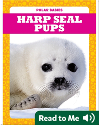 Polar Babies: Harp Seal Pups