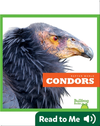 Raptor World: Condors