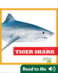 Shark Bites: Tiger Shark