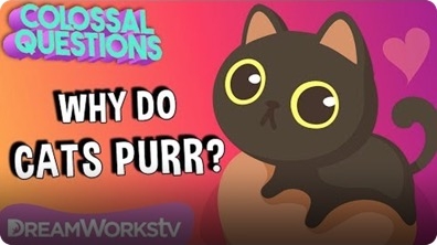 Why Do Cats Purr? | COLOSSAL QUESTIONS