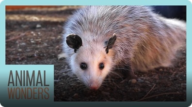 Meet and Greet: Ophelia the Opossum!