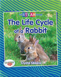 Full STEAM Ahead!: The Life Cycle of a Rabbit