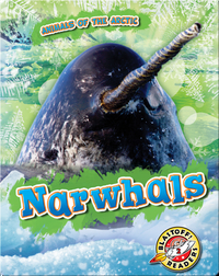 Animals of the Arctic: Narwhals