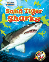 Shark Frenzy: Sand Tiger Sharks