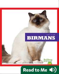 Cat Club: Birmans